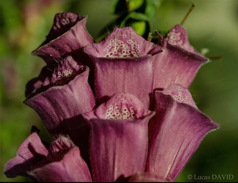 La plante gantelée